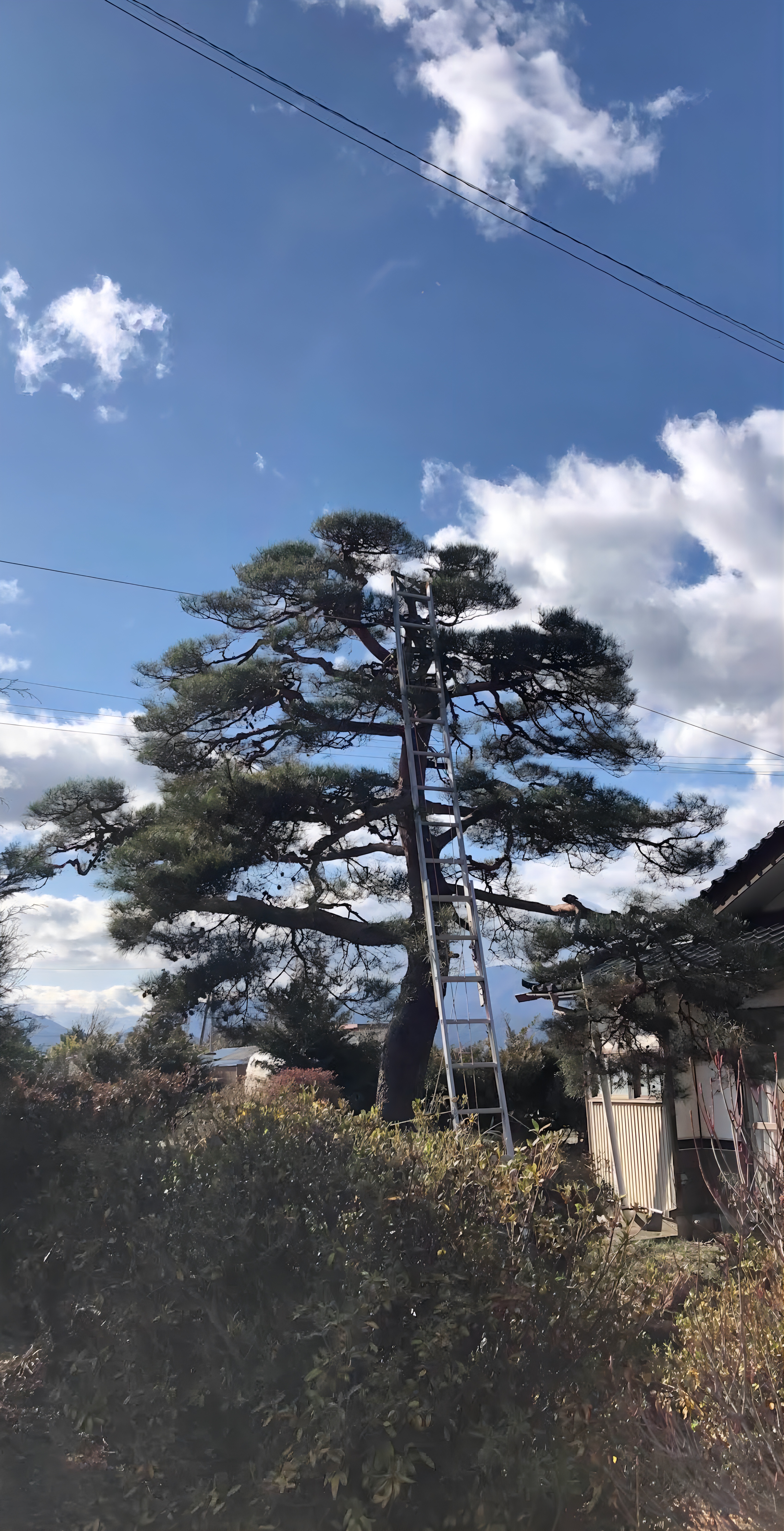 安曇野市での松の剪定作業後