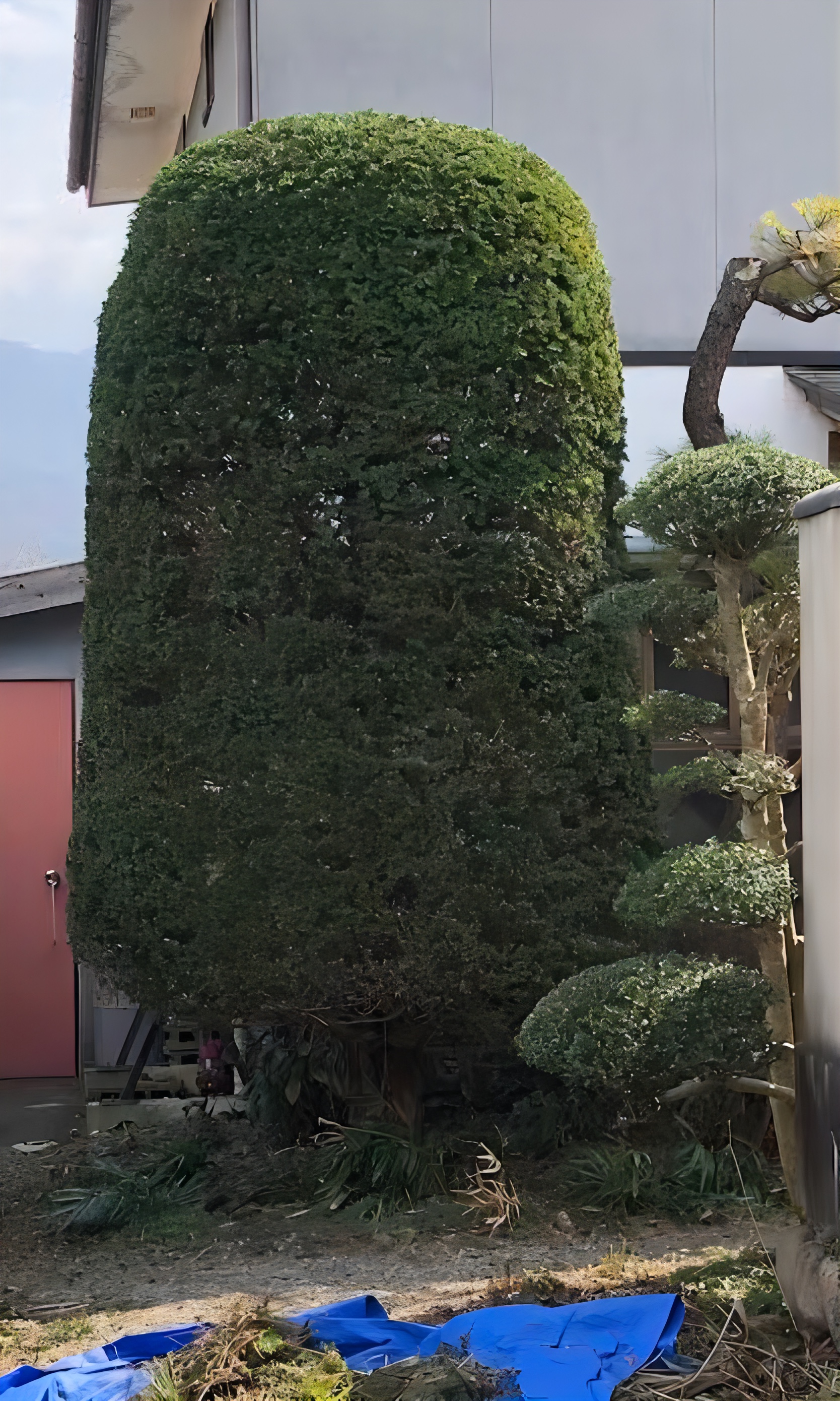 長野県安曇野市での剪定作業前