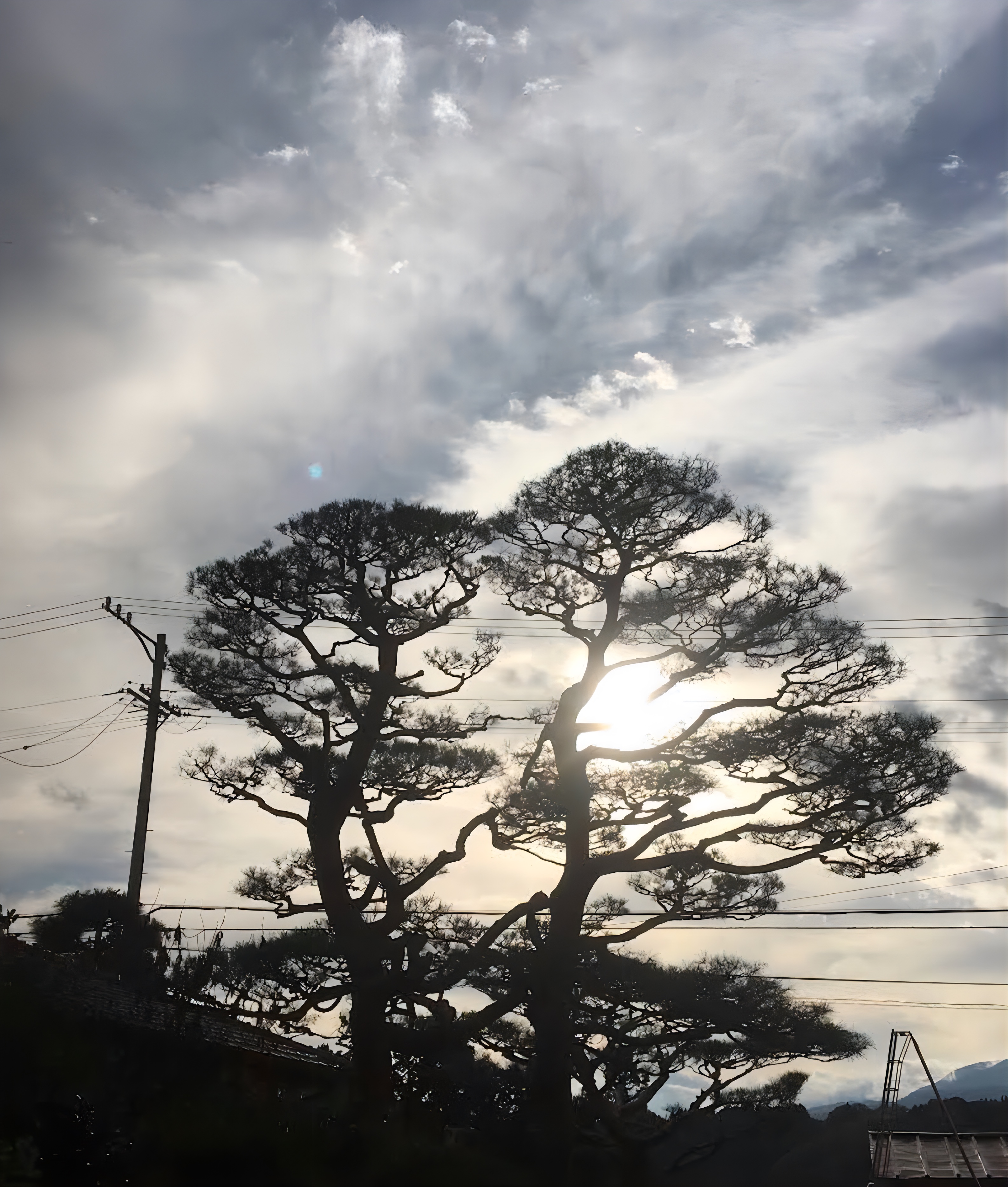 安曇野市での松の剪定作業前