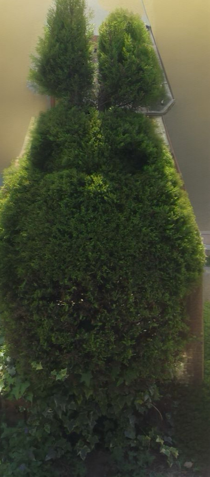 長野県安曇野市での剪定作業後